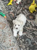 Oreo , a male Maltipoo for sale in Long Beach, CA – Photo 7 of 10