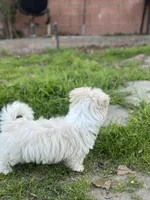 Oreo , a male Maltipoo for sale in Long Beach, CA – Photo 6 of 10