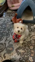 Oreo , a male Maltipoo for sale in Long Beach, CA – Photo 1 of 10
