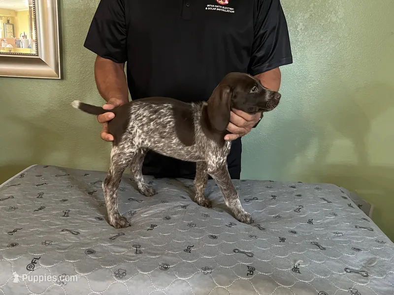 Puppy #1 – German Shorthaired Pointer puppy for sale in Frazier Park, CA