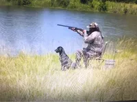 Litter #2, a male German Shorthaired Pointer for sale in Frazier Park, CA – 3 of 3