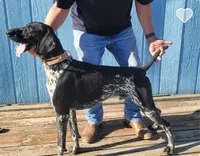 Litter #2, a male German Shorthaired Pointer for sale in Frazier Park, CA – 2 of 3