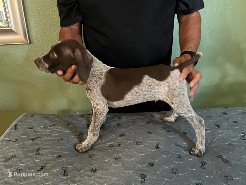 Puppy #3 – German Shorthaired Pointer puppy for sale in Frazier Park, CA