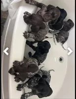 Litter #2, a male German Shorthaired Pointer for sale in Frazier Park, CA – 1 of 3