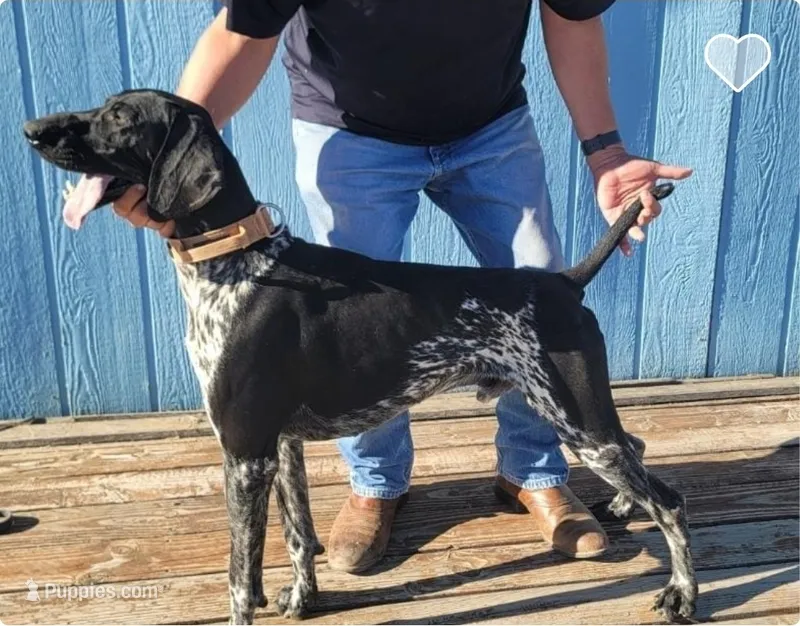 Male #2 – German Shorthaired Pointer puppy for sale in Frazier Park, CA