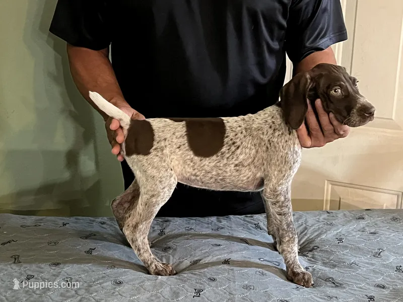 Puppy #2 – German Shorthaired Pointer puppy for sale in Frazier Park, CA
