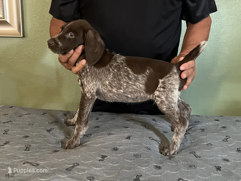 Puppy #5 – German Shorthaired Pointer puppy for sale in Frazier Park, CA