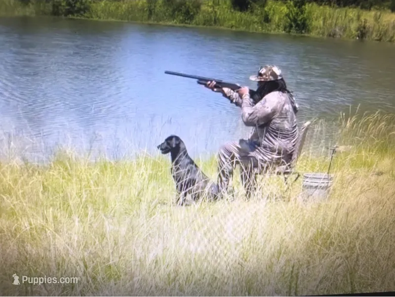 Male #1 – German Shorthaired Pointer puppy for sale in Frazier Park, CA