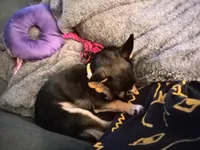 Princess Peach a.k.a. Pippy, a female Chihuahua for sale in St. Louis, MO – 6 of 10