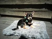Princess Peach a.k.a. Pippy, a female Chihuahua for sale in St. Louis, MO – 9 of 10