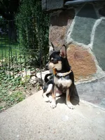 Princess Peach a.k.a. Pippy, a female Chihuahua for sale in St. Louis, MO – 8 of 10