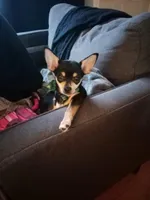 Princess Peach a.k.a. Pippy, a female Chihuahua for sale in St. Louis, MO – 10 of 10