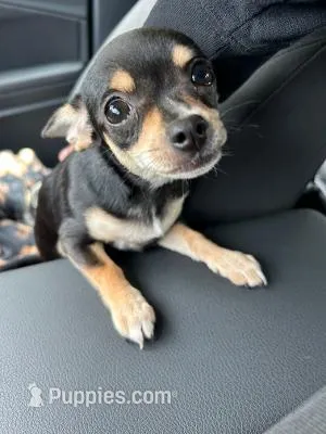 Princess Peach a.k.a. Pippy – Chihuahua puppy for sale in St. Louis, MO