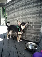 Princess Peach a.k.a. Pippy, a female Chihuahua for sale in St. Louis, MO – 7 of 10