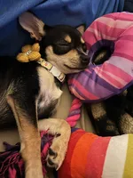Princess Peach a.k.a. Pippy, a female Chihuahua for sale in St. Louis, MO – 3 of 10