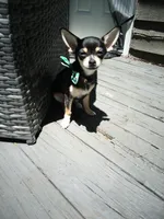 Princess Peach a.k.a. Pippy, a female Chihuahua for sale in St. Louis, MO – 5 of 10