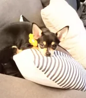 Princess Peach a.k.a. Pippy, a female Chihuahua for sale in St. Louis, MO – 2 of 10