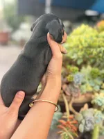 Ellie Black and tan Smooth girl, a female Miniature Dachshund for sale in El Cajon, CA – 7 of 9