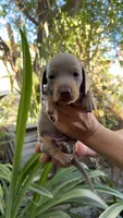 Isabella girl, a female Miniature Dachshund for sale in El Cajon, CA – 2 of 5