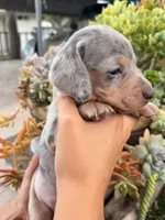 Louie Blue dapple dachshund, a male Miniature Dachshund for sale in El Cajon, CA – 6 of 6