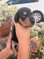 Slinky black and tan boy, a male Miniature Dachshund for sale in El Cajon, CA – 4 of 6
