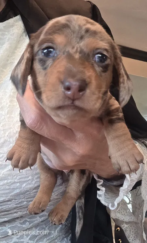 Maple Chocolate dapple – Miniature Dachshund puppy for sale in El Cajon, CA