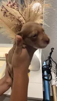 Bruce Shaded cream longhaired boy, a male Miniature Dachshund for sale in El Cajon, CA – 7 of 9