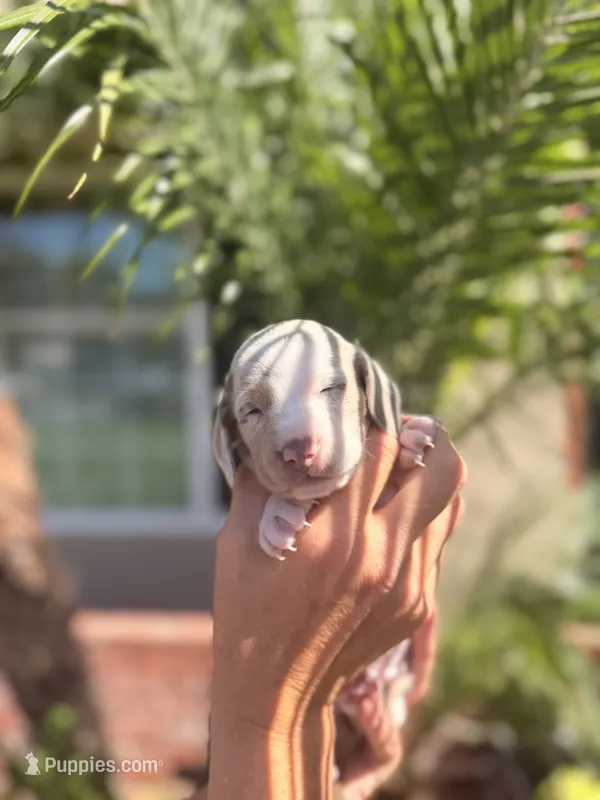 Sprinkles Isabella dapple smooth girl – Miniature Dachshund puppy for sale in El Cajon, CA