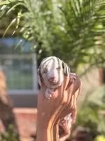 Sprinkles Isabella dapple smooth girl, a female Miniature Dachshund for sale in El Cajon, CA – 1 of 7