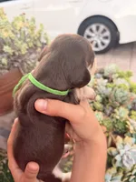 Charlie-Chocolate and cream smooth boy, a male Miniature Dachshund for sale in El Cajon, CA – 1 of 7