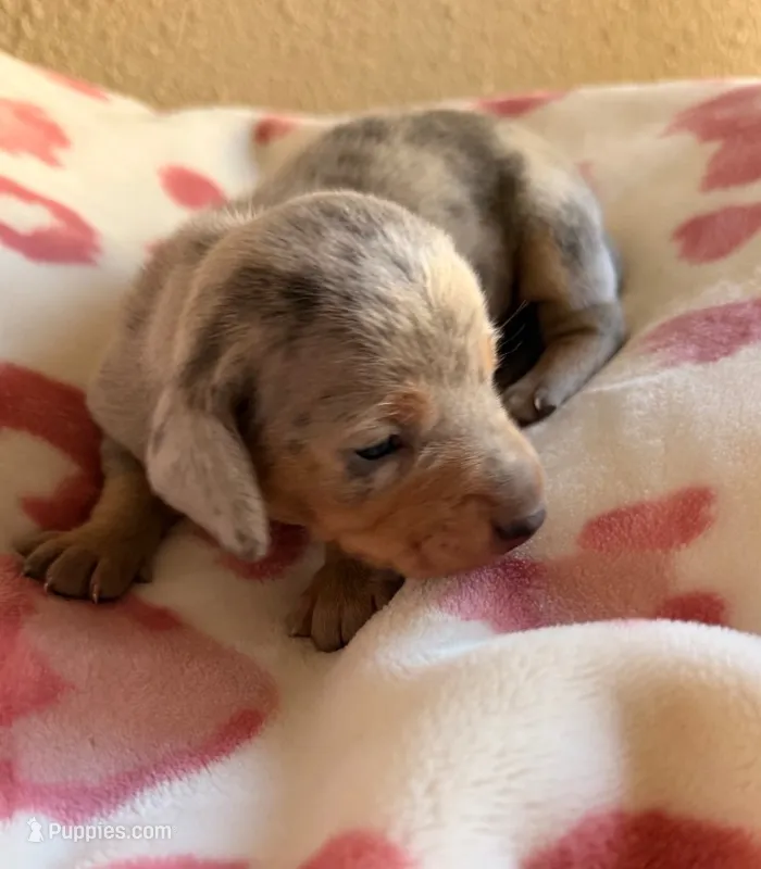Isabella dapple dachshund-Louie – Miniature Dachshund puppy for sale in El Cajon, CA