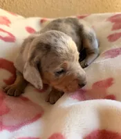 Isabella dapple dachshund, a male Miniature Dachshund for sale in El Cajon, CA – 3 of 3