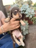 Sugar bear Isabella boy, a male Miniature Dachshund for sale in El Cajon, CA – 6 of 8