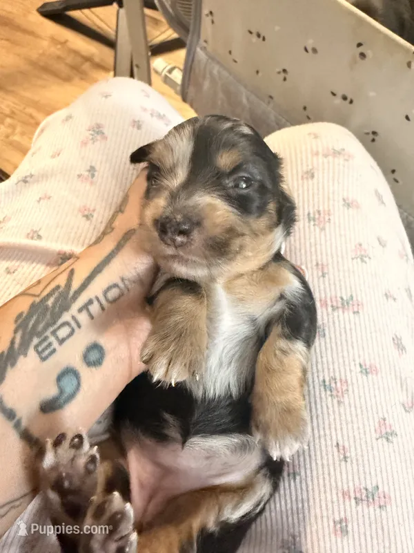 Lucy black dapple longhaired girl – Miniature Dachshund puppy for sale in El Cajon, CA