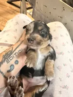 Lucy black dapple longhaired girl, a female Miniature Dachshund for sale in El Cajon, CA – 4 of 6