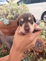 Charlie-Chocolate and cream smooth boy, a male Miniature Dachshund for sale in El Cajon, CA – 2 of 7