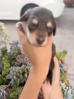 Marley Long hair chocolate  and cream girl, a female Miniature Dachshund for sale in El Cajon, CA – 8 of 9