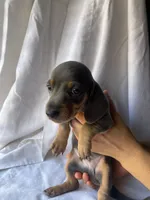 Bruno Blue and tan smooth dachshund boy, a male Miniature Dachshund for sale in El Cajon, CA – 2 of 7