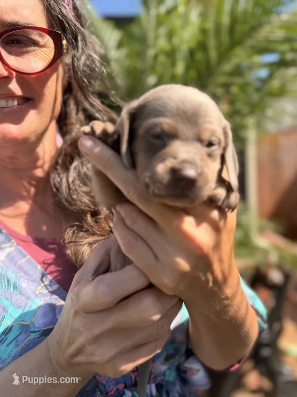 Valentine Isabella and tan smooth boy – Miniature Dachshund puppy for sale in El Cajon, CA