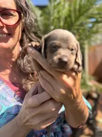 Valentine Isabella and tan smooth boy, a male Miniature Dachshund for sale in El Cajon, CA – 1 of 6