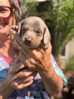 Valentine Isabella and tan smooth boy, a male Miniature Dachshund for sale in El Cajon, CA – 3 of 6