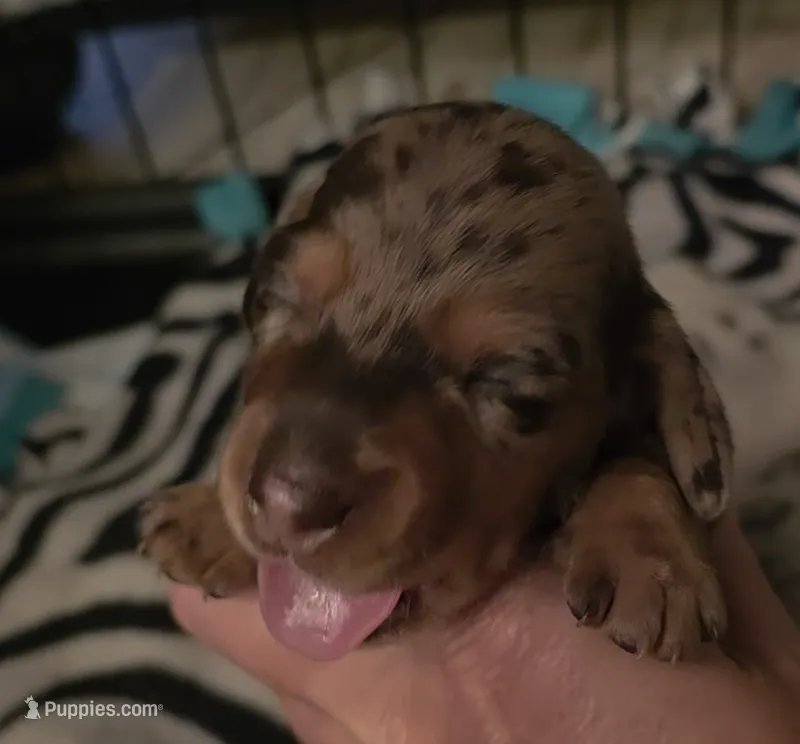 Chocolate dapple Maple  – Miniature Dachshund puppy for sale in El Cajon, CA