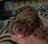 Chocolate dapple Maple , a female Miniature Dachshund for sale in El Cajon, CA – 1 of 2