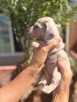 Harley Isabella dapple smooth girl, a female Miniature Dachshund for sale in El Cajon, CA – 2 of 7
