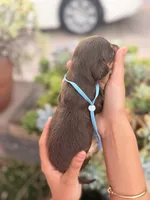 Prince Caspian- Chocolate and  tan longhaired boy, a male Miniature Dachshund for sale in El Cajon, CA – 5 of 7