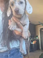 Cream Isabella dapple girl, a female Miniature Dachshund for sale in El Cajon, CA – 1 of 1