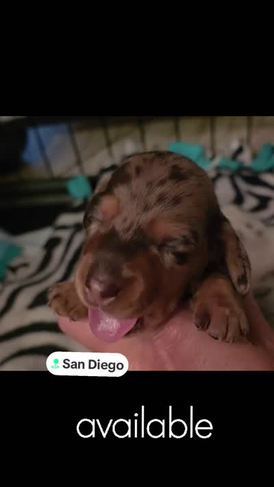 Chocolate dapple Maple , a female Miniature Dachshund for sale in El Cajon, CA – 2 of 2