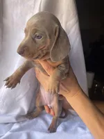 Kelly Isabella and tan smooth girl, a female Miniature Dachshund for sale in El Cajon, CA – 5 of 8