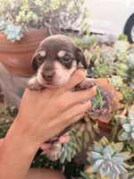 Charlie-Chocolate and cream smooth boy, a male Miniature Dachshund for sale in El Cajon, CA – 6 of 7