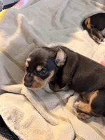 Owen black dapple smooth boy, a male Miniature Dachshund for sale in El Cajon, CA – 8 of 10